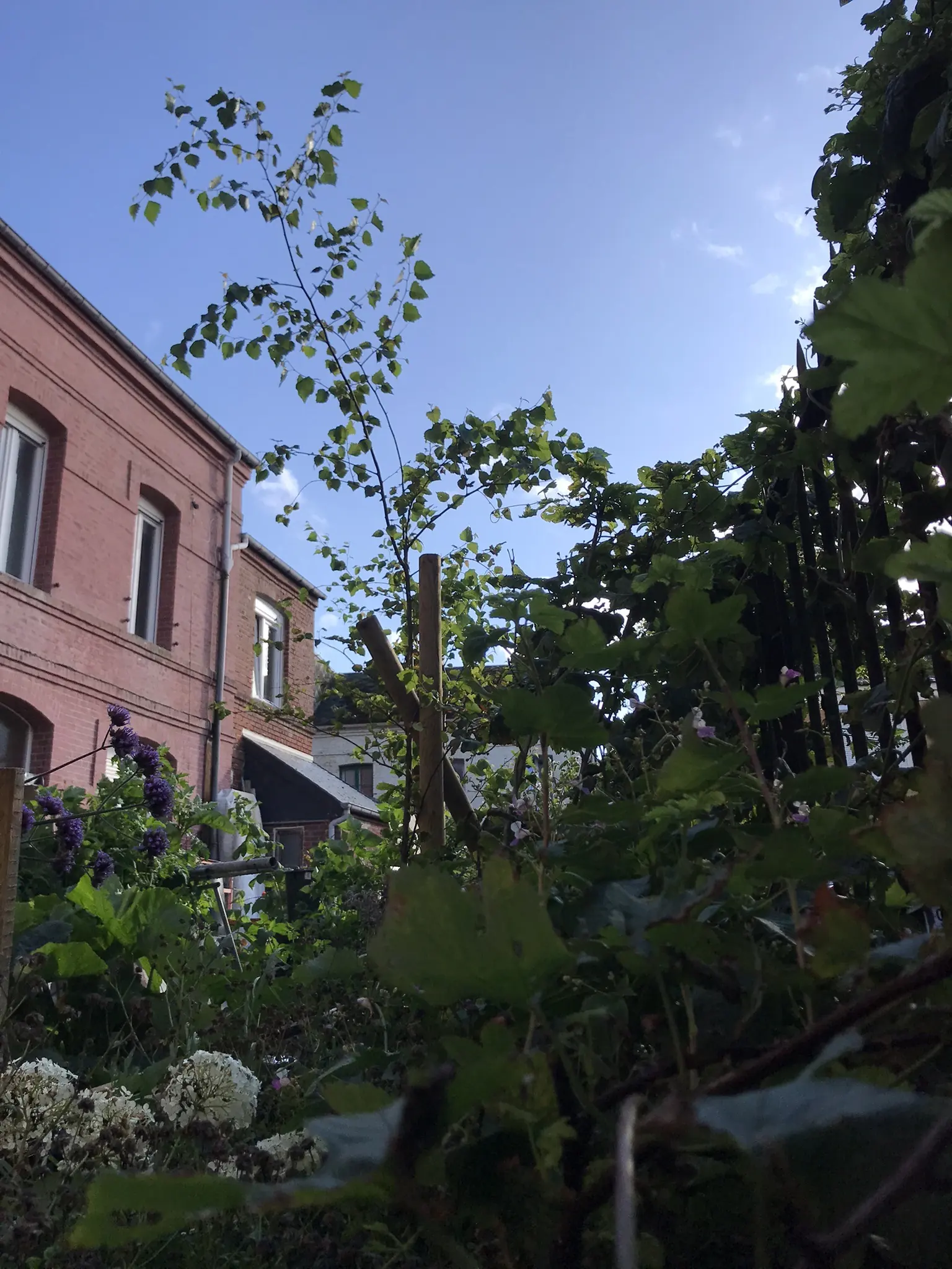 Jardin à l'arrière de la Villa Marguerite, hortensias et arbres en été